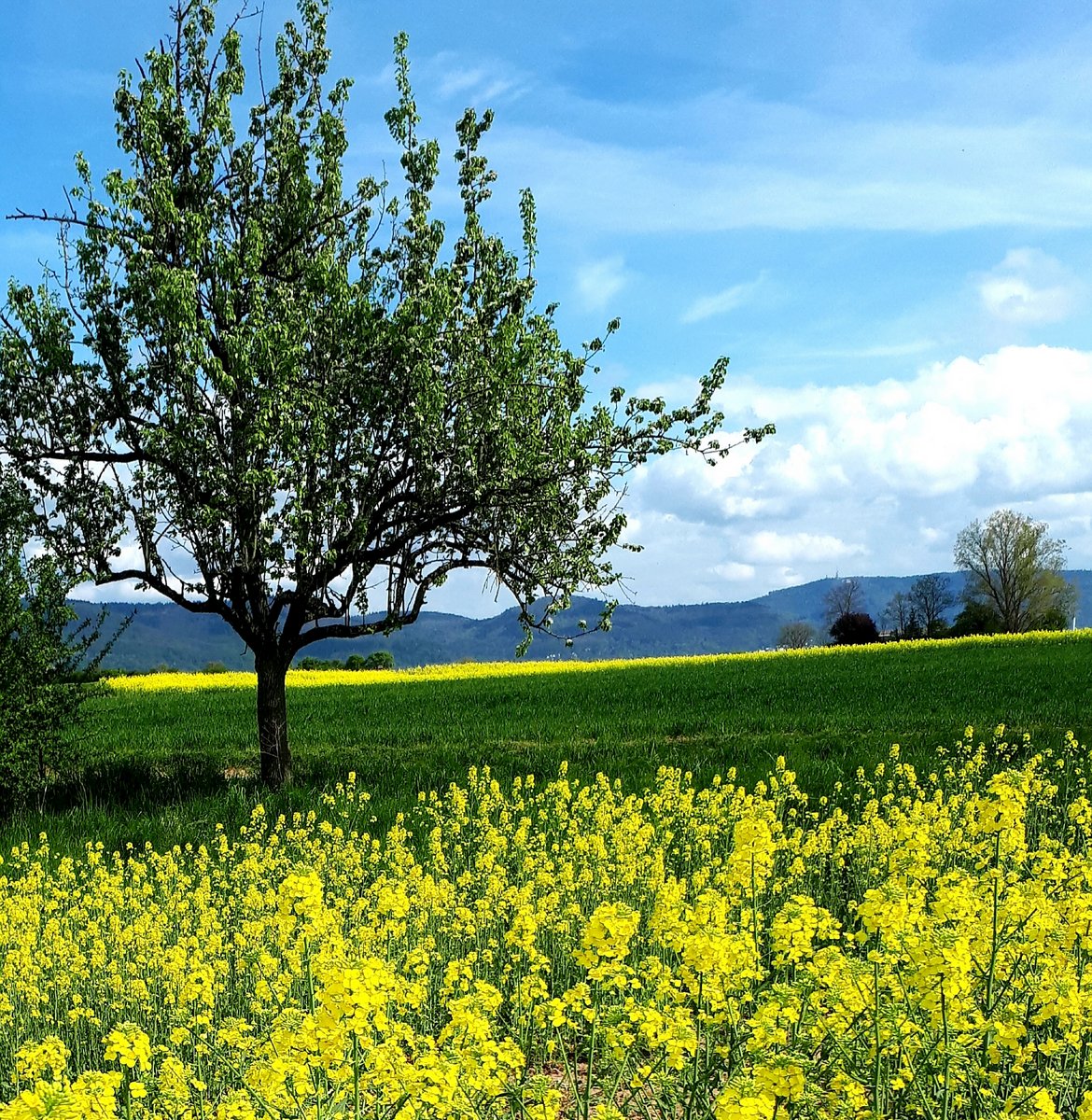 Hasan Dewran - LICHTMEILE 2025